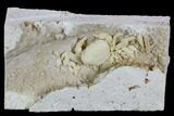 Fossil Crab (Potamon) Preserved in Travertine - Turkey #121372-3